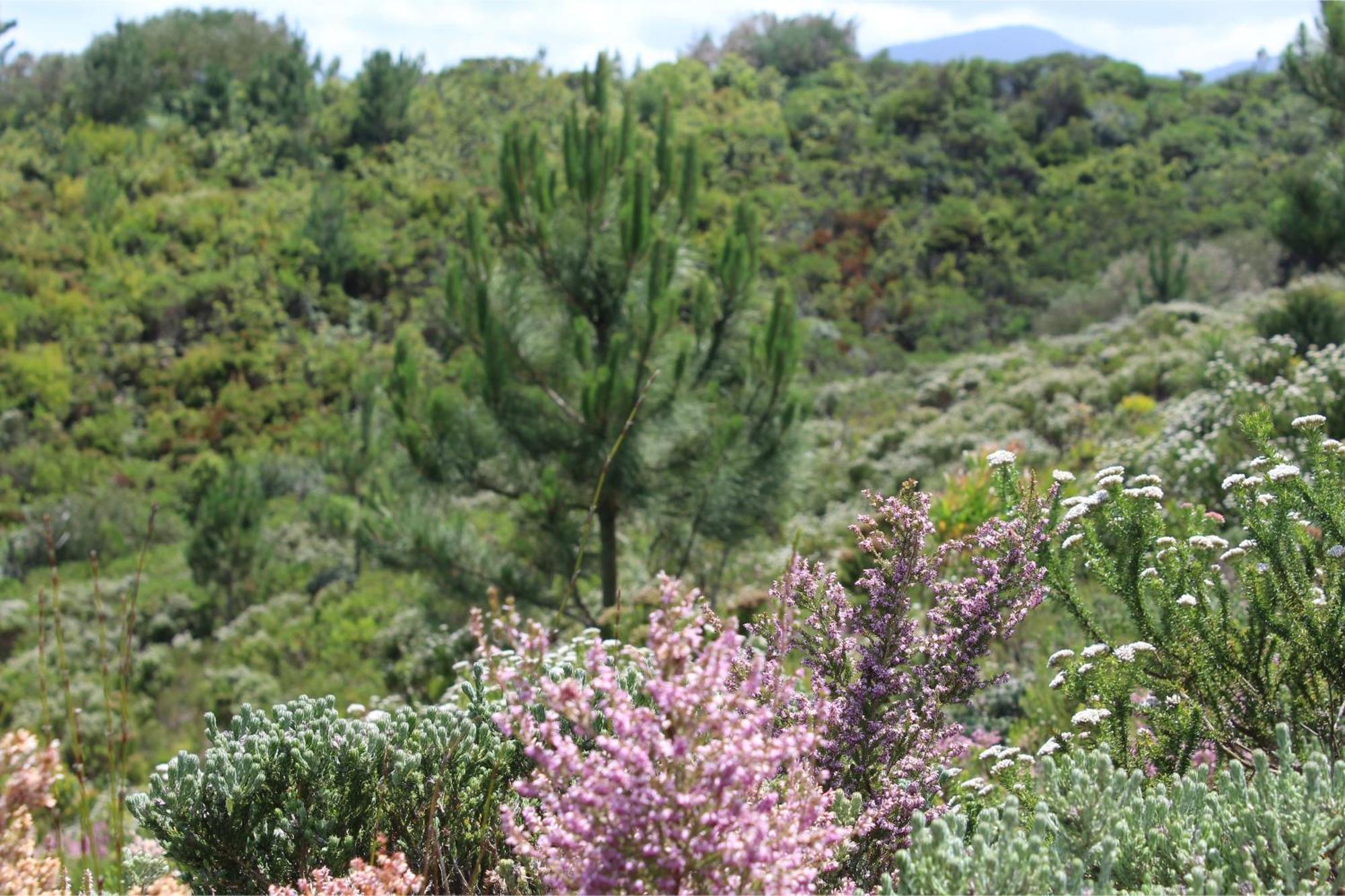 Misty Mountain Reserve Stormsrivier Exteriér fotografie